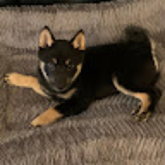 shibathedog